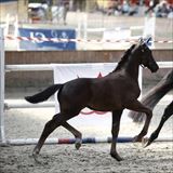 DAYLILY PAINT IT BLACK